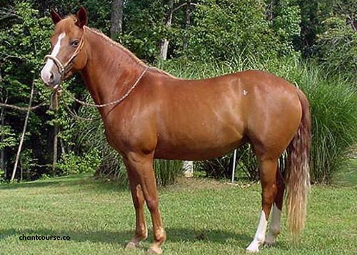 Les 3 Chevaux Incontournables