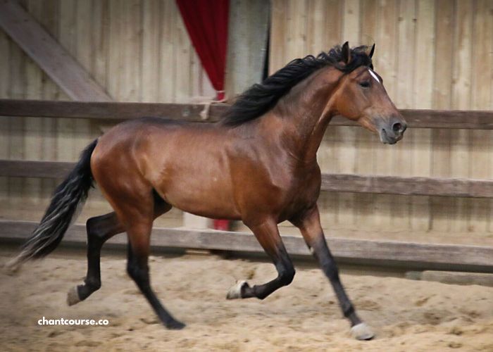 Cheval DE Base