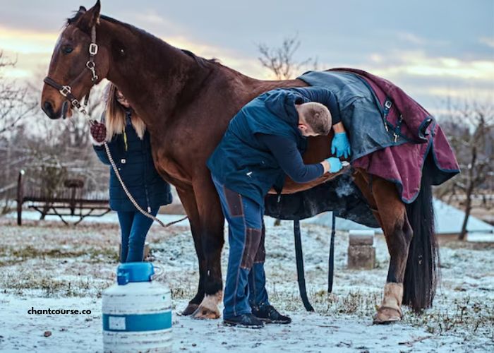 Elimination Des Chevaux (2)